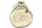 Fossil Whale Caudal Vertebra - Yorktown Formation #362056-3